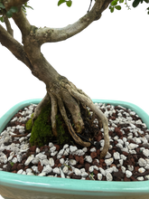 Orange Jasmine Bonsai Tree (Murraya paniculata)